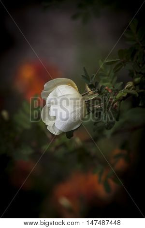 a white rose bud on the schrub
