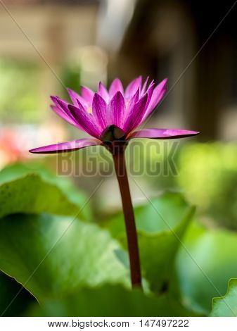 Lotus flower in purple violet color with green leaves in nature water pond