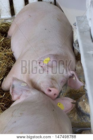 Pigs Sleeping Beside Hog Feeder