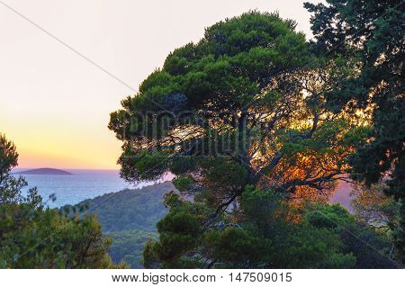 Sunset through a pine with sea in background.