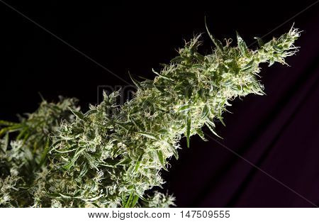 High mature female cannabis plant on black background single bud.