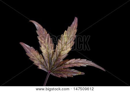 Single purple cannabis / hemp leaf on black background.