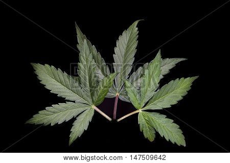 Three green cannabis / hemp leaves on black background.