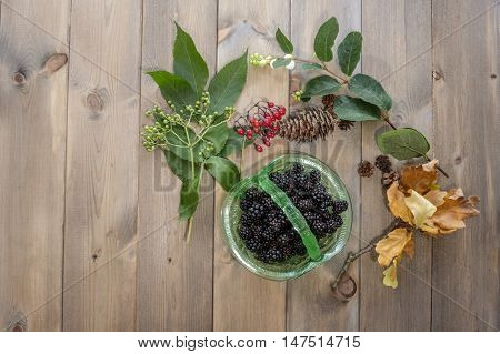 Top down image of hedgerow gatherings. Vintage green glass dish of blackberries surrounded by elderberries bright red bittersweet berries white snowberries pinecones and oak leaves on wooden table.