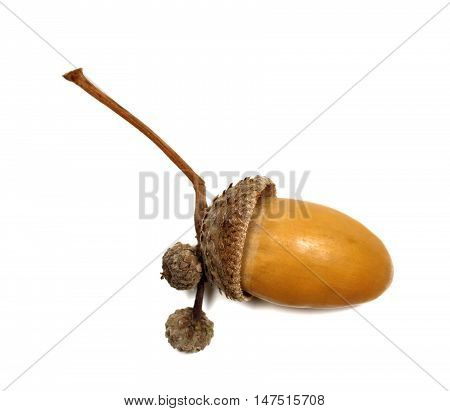 Autumn Oak Acorn On White