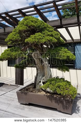 Bonsai and Penjing landscape with miniature juniper tree in a tray
