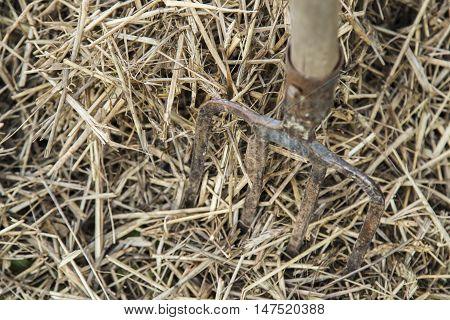 Old farmer's Pitchfork on farm hay in the garden