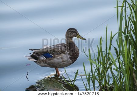 Drake on the banks of the river eats algae