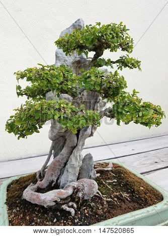Bonsai and Penjing landscape with miniature deciduous tree in a tray