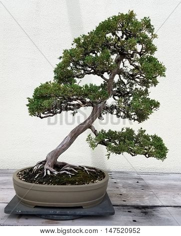 Bonsai and Penjing landscape with miniature juniper tree in a tray