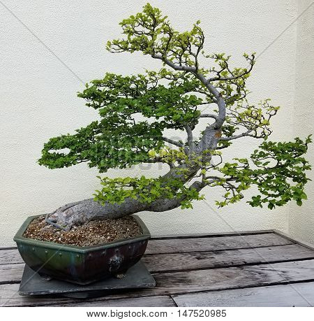 Bonsai and Penjing landscape with miniature deciduous tree in a tray