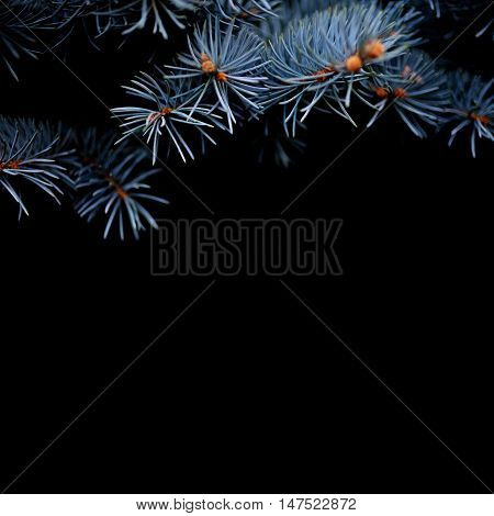 Branches of blue picea pungens 'Glauca Globosa' close up. Winter holiday Christmas concept silver spruche on black background.