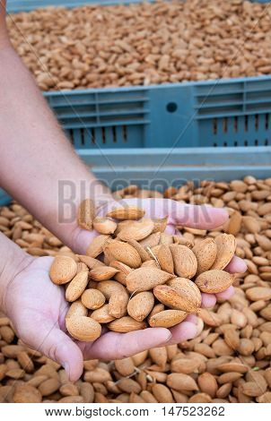 Almond Harvest Time