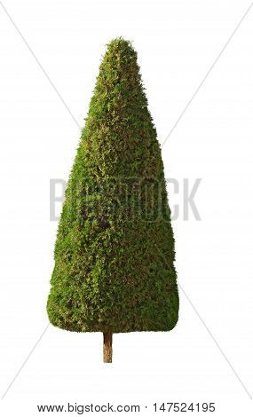 Pyramidal shape cypress tree isolated over white background