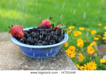 Blackberries และสตรอเบอร์รี่ในชามระหว่างมีฝนอ่อนโยนติด daises สีเหลือง