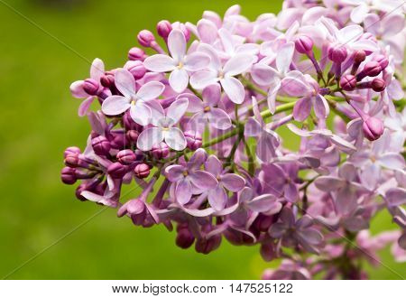 A beautiful bunch of violet lilac. Spring