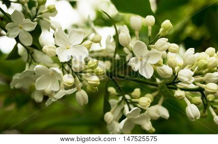 Blossoming branch of a white lilac. Spring