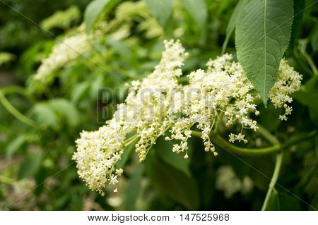 Elderberry White Bush in the park in Spring