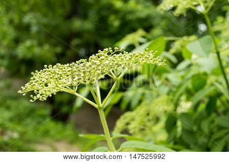 Elderberry White Bush in the park in Spring