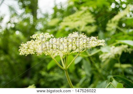 Elderberry White Bush in the park in Spring