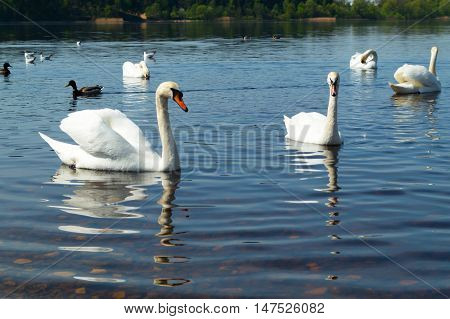 A lot of Swans on the river