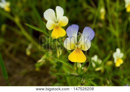 Wildflowers. Beautiful pansies on the field in the Summer