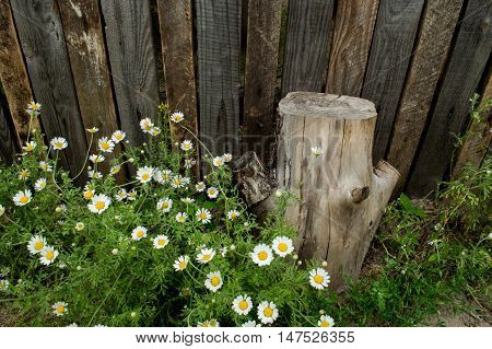 Sunny daisy at the village. Summer time