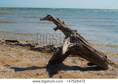 Beach with logs in Kolka. Baltic sea