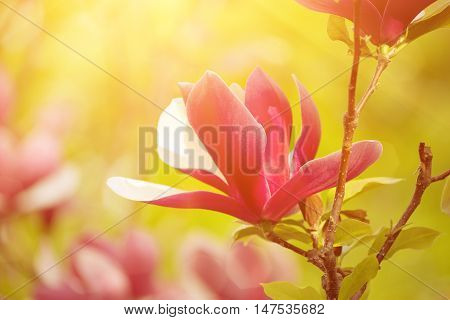 Blossoming of magnolia liliflora Nigra flowers in spring time, sunny floral background