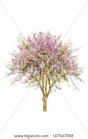 pink flower tree isolated on white background