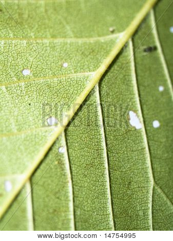 Leave texture