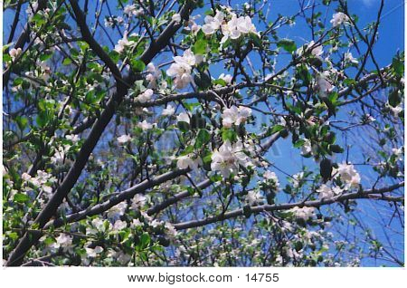 Blomst-spring-applesblossum