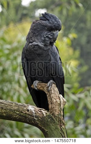 the red tailed black cockatoo is perched on a tree