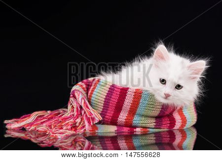 Cute fluffy kitten in the knitted scarf over black background