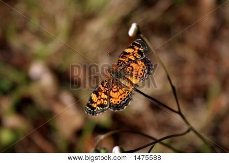 Phaon 초승달 나비 날개 확산