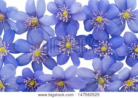 spring flowers Hepatica nobilis on a white background