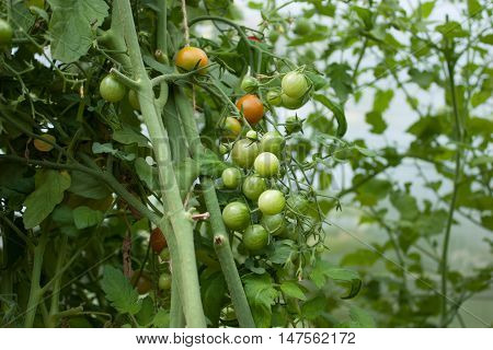 garden fresh tomatoes on a branch in the garden