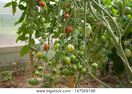 garden fresh tomatoes on a branch in the garden