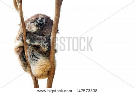 Australian koala bear isolated with copyspace for slogan or text message