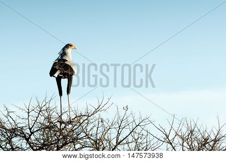 Secretary bird  on a bunch of trees