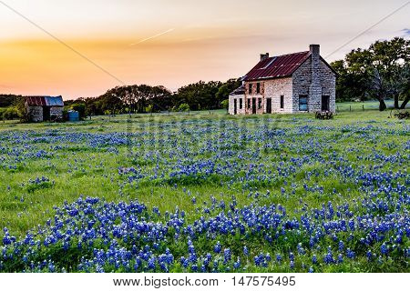 An Interesting Abandonded Old Rock Homestead in a Beautiful Field Loaded with the Famous Texas Bluebonnet (Lupinus texensis) Wildflowers.