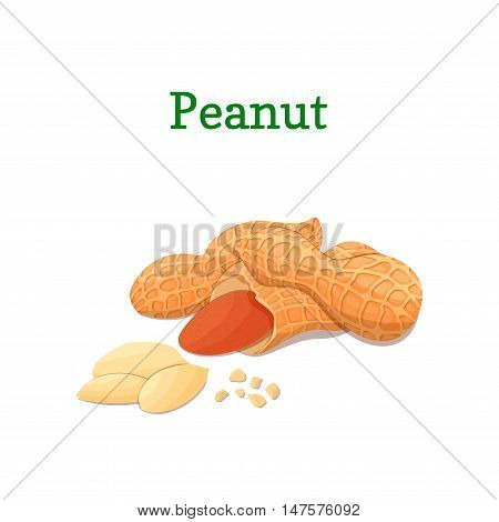 Peanut nuts vector illustration of a handful of groundnut isolated on white background 