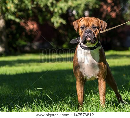 German boxer dog, young, purebred, one and half years, in a rack on the green grass, sunny day, bright, wearing a collar, iron spikes, black, canvas leash, white chest, striped, brown, long ears, tail