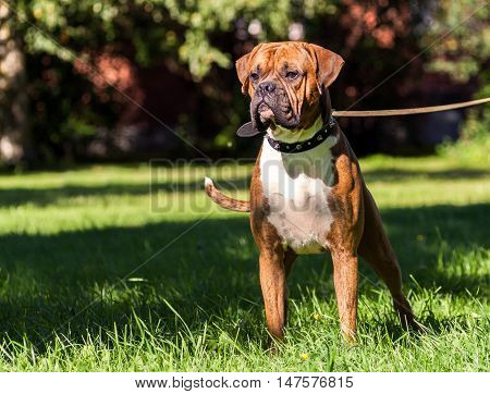 German boxer dog, young, purebred, one and half years, in a rack on the green grass, sunny day, bright, wearing a collar, iron spikes, black, canvas leash, white chest, striped, brown, long ears, tail