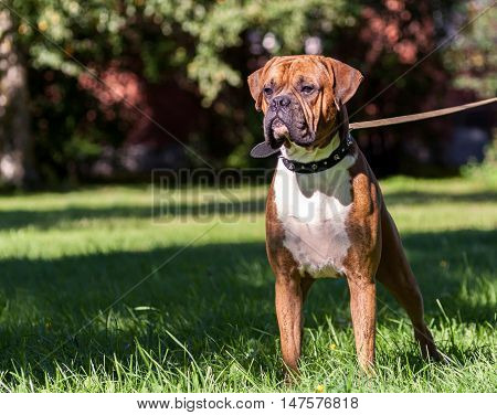 German boxer dog, young, purebred, one and half years, in a rack on the green grass, sunny day, bright, wearing a collar, iron spikes, black, canvas leash, white chest, striped, brown, long ears, tail