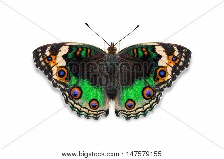 Green Color Blue Pansy Butterfly