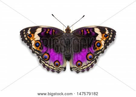 Purple Color Blue Pansy Butterfly