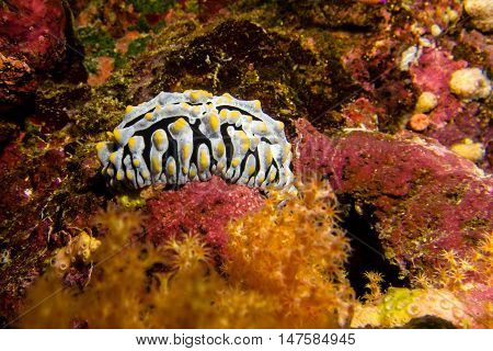 A yellow white nudibranch in the red sea