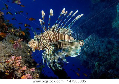 portrait of lionfish in the red sea