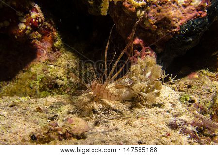 portait of a little lionfish in the red sea